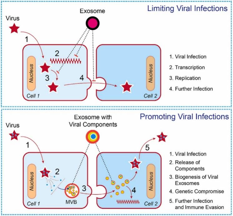 Fig.2 Dual role of exosomes in limiting and promoting viral infections.