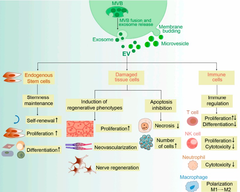 Molecular mechanisms of stem cell-derived EVs.