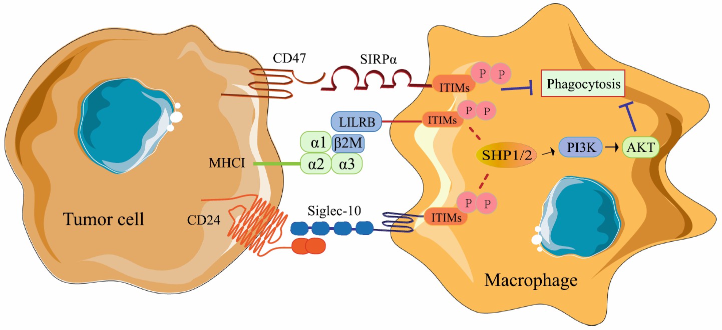 The mechanisms of macrophages participating in tumor antigen recognition disorder.