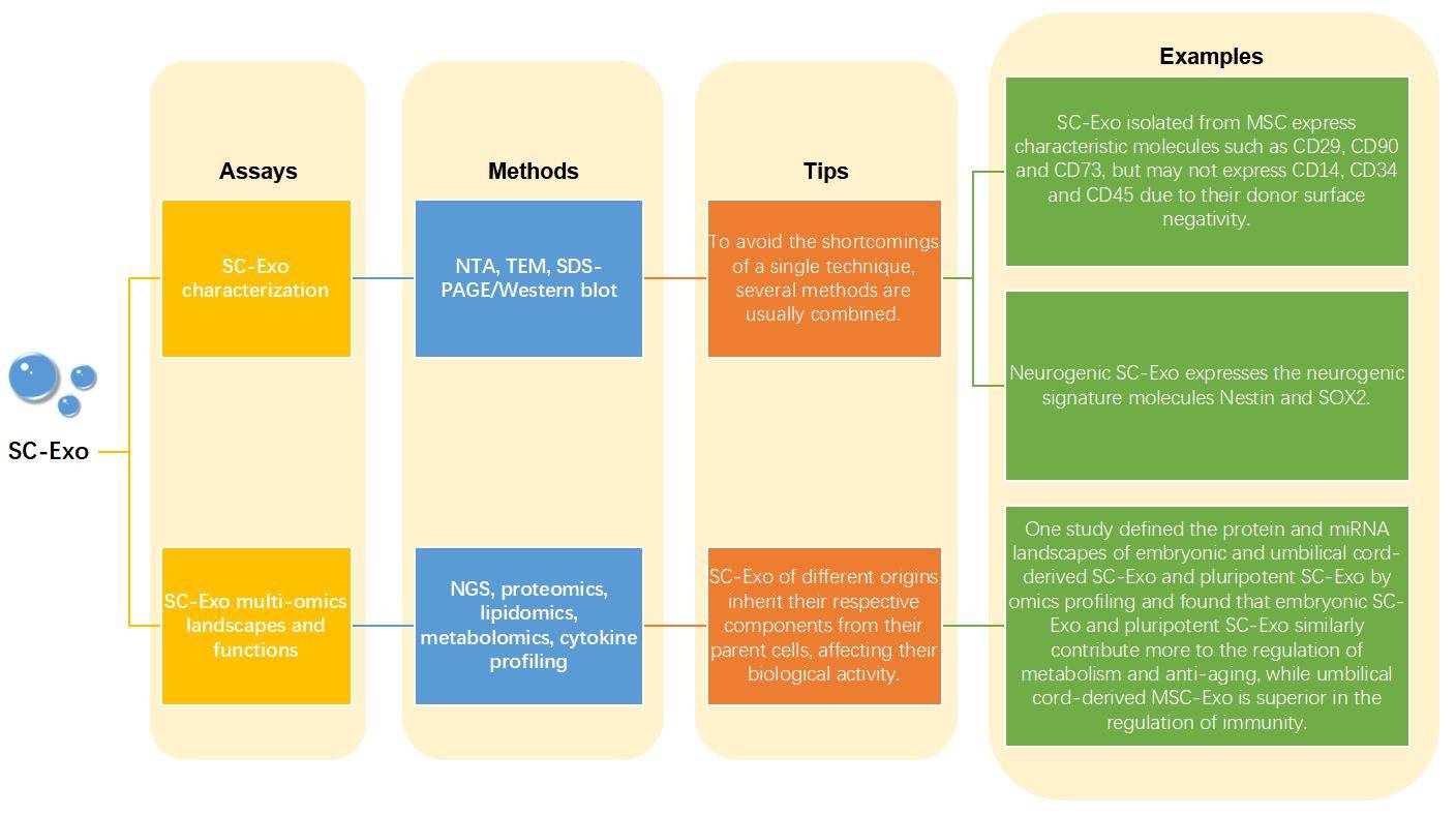 SC-Exo Identification and Omics Profiling Strategies