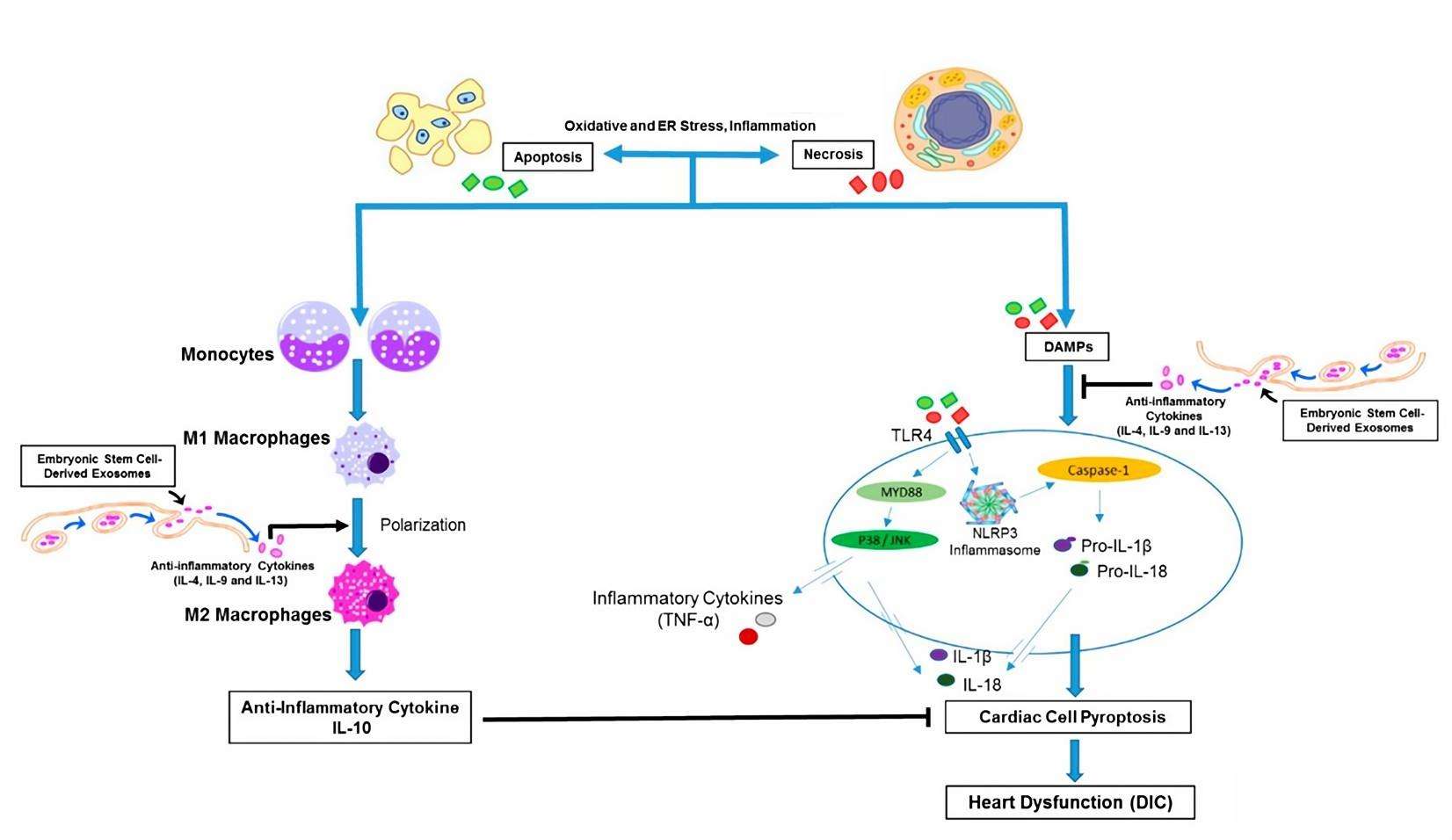 Fig.3 ESCs-Exo provide anti-inflammatory benefits.