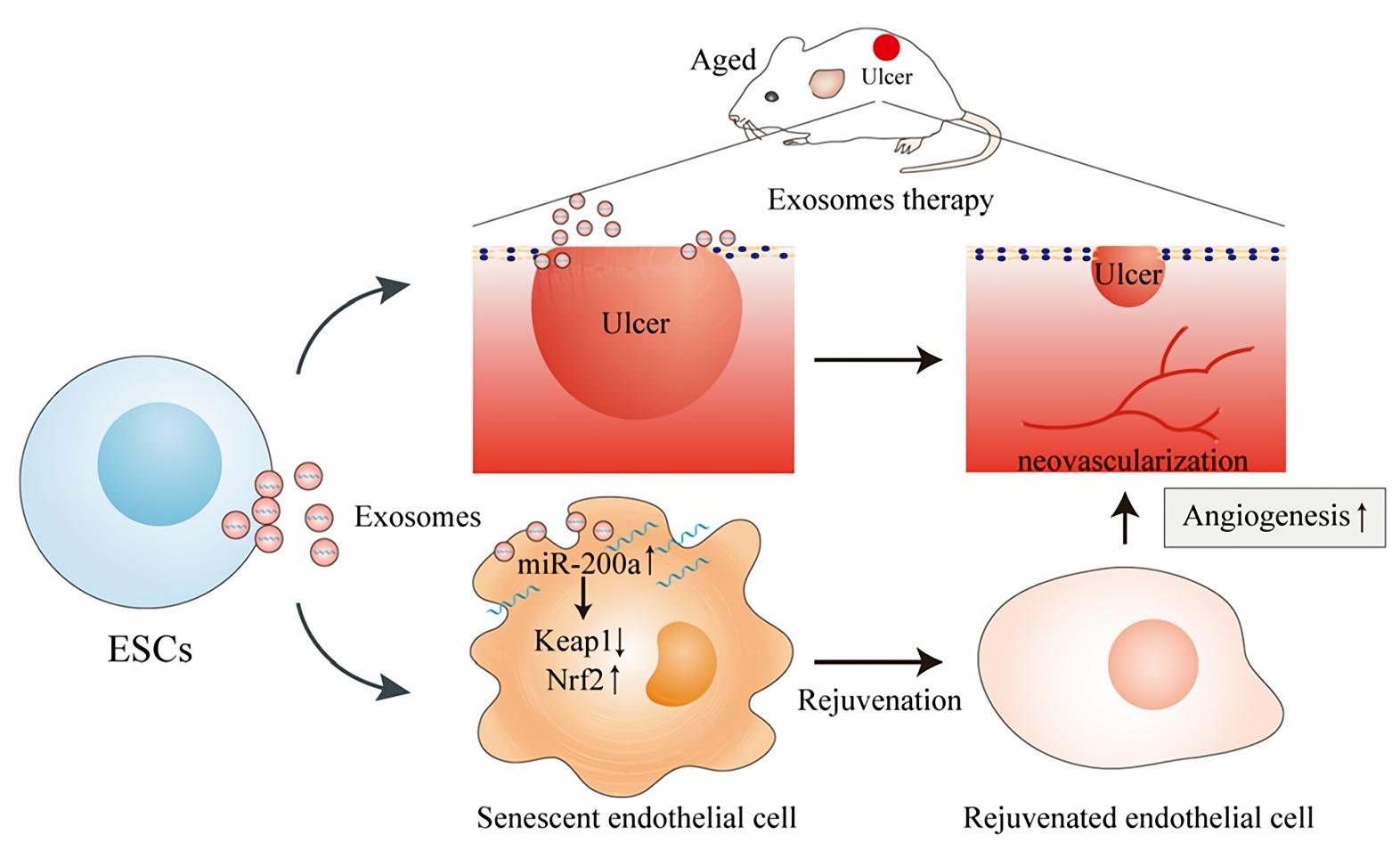 Fig.4 ESCs-Exo trigger anti-aging mechanisms.