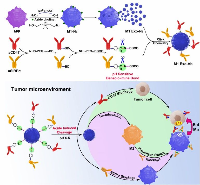 The synergistic anticancer effect of M1 Exo engineered with aCD47 and aSIRPα.