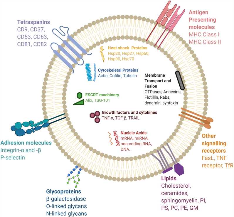 Exosome. (Gurung, et al., 2021)