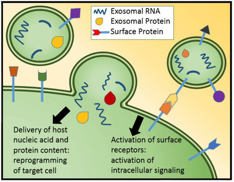 Schematic of exosomal-mediated cell-to-cell signaling.