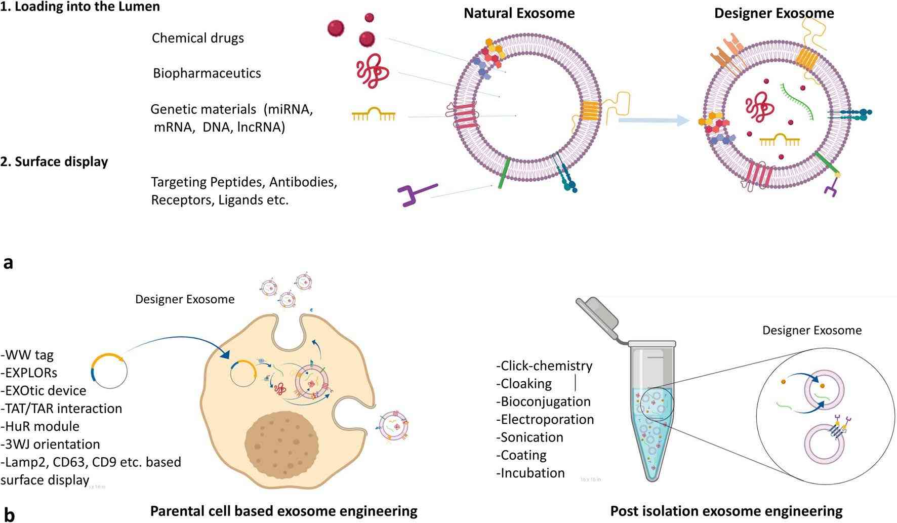 Exosome engineering approaches.