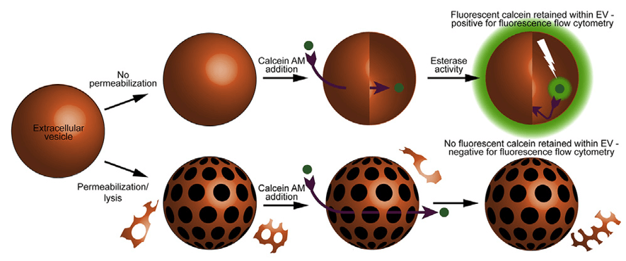 Detection of extracellular vesicles by flow cytometry with calcein AM.