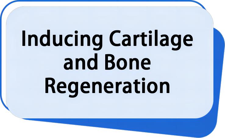 Inducing Cartilage and Bone Regeneration