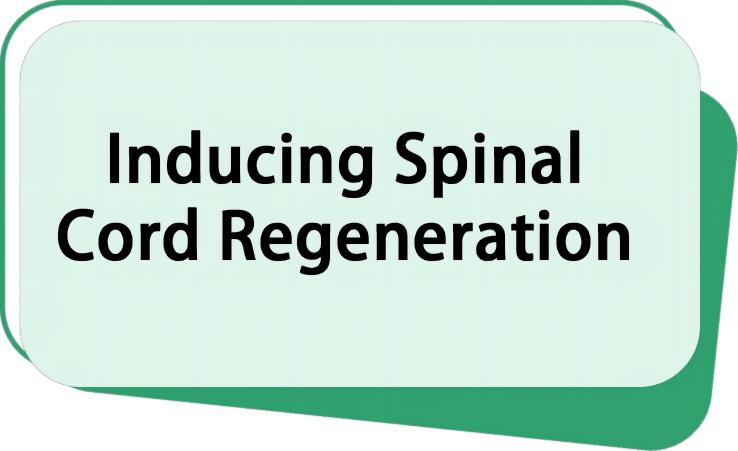 Inducing Spinal Cord Regeneration
