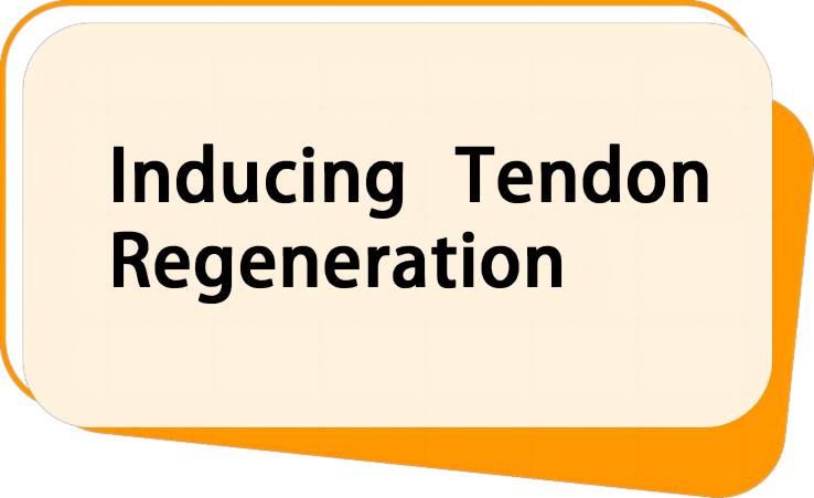 Inducing Tendon Regeneration