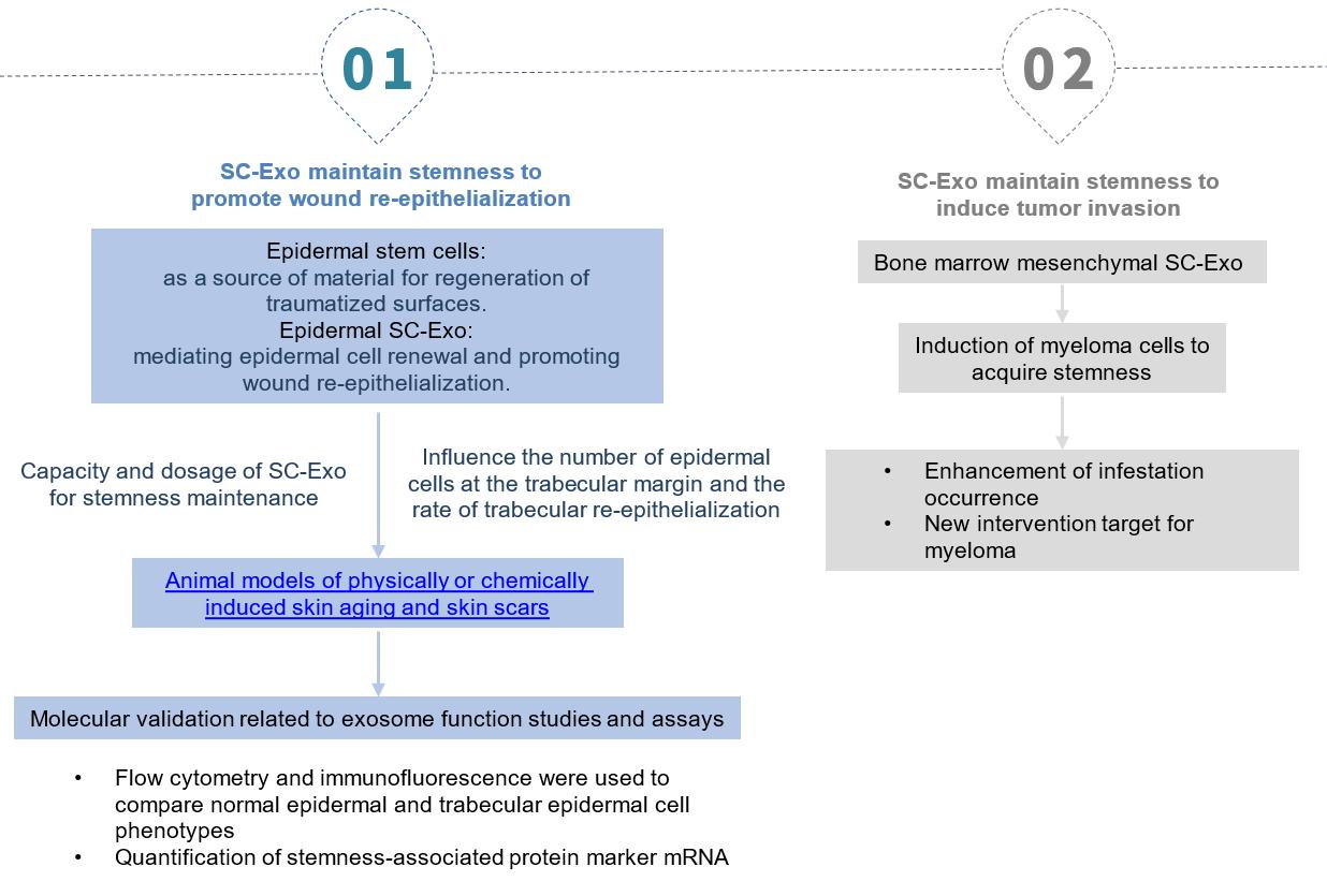 Stem cell EVs activate FAK to maintain cell stemness.