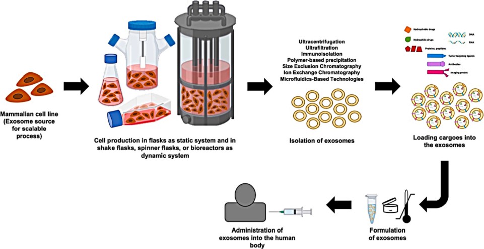 The schematic illustration of drug-loaded exosomes process steps.