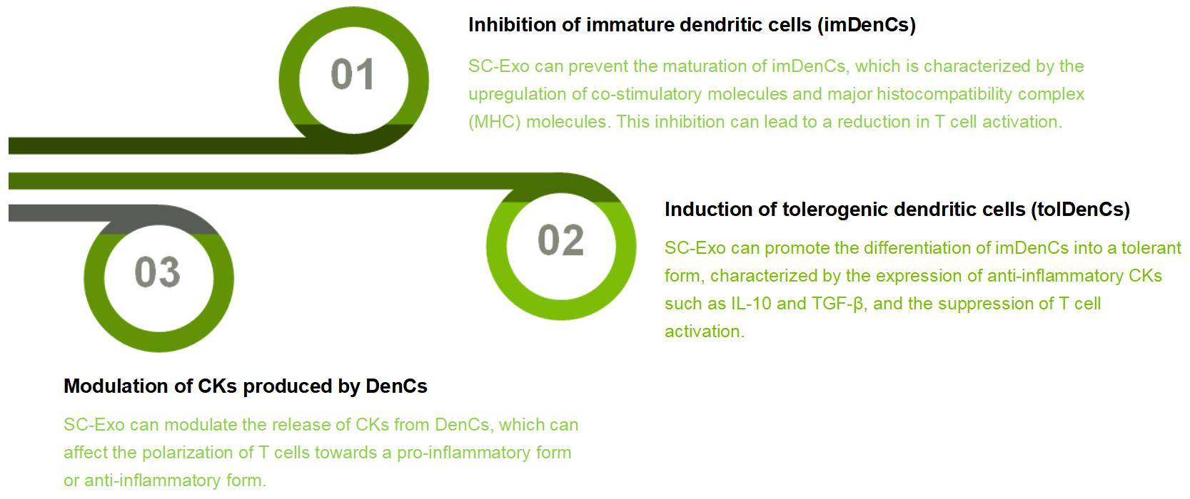 Ability of SC-Exo to Regulate DenCs