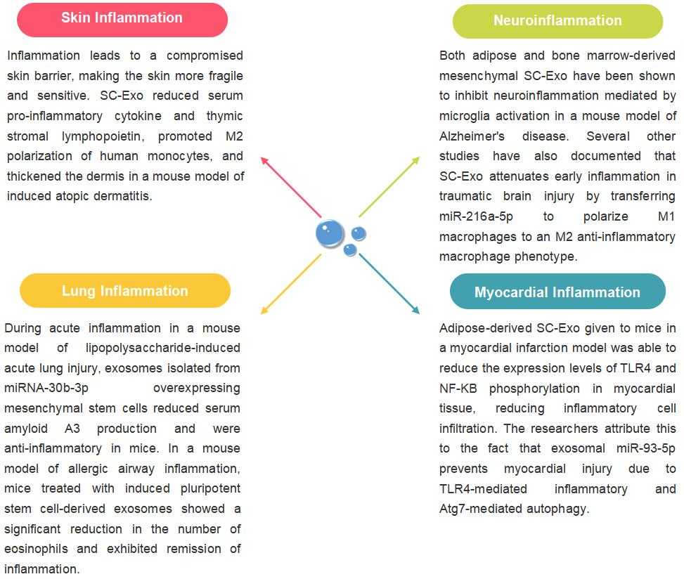 SC-Exo and Inflammatory Diseases