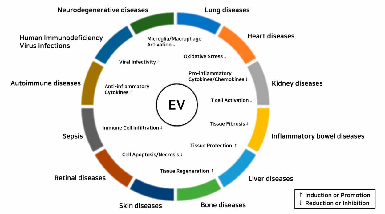 Fig.2 Exosomes reduce inflammation.