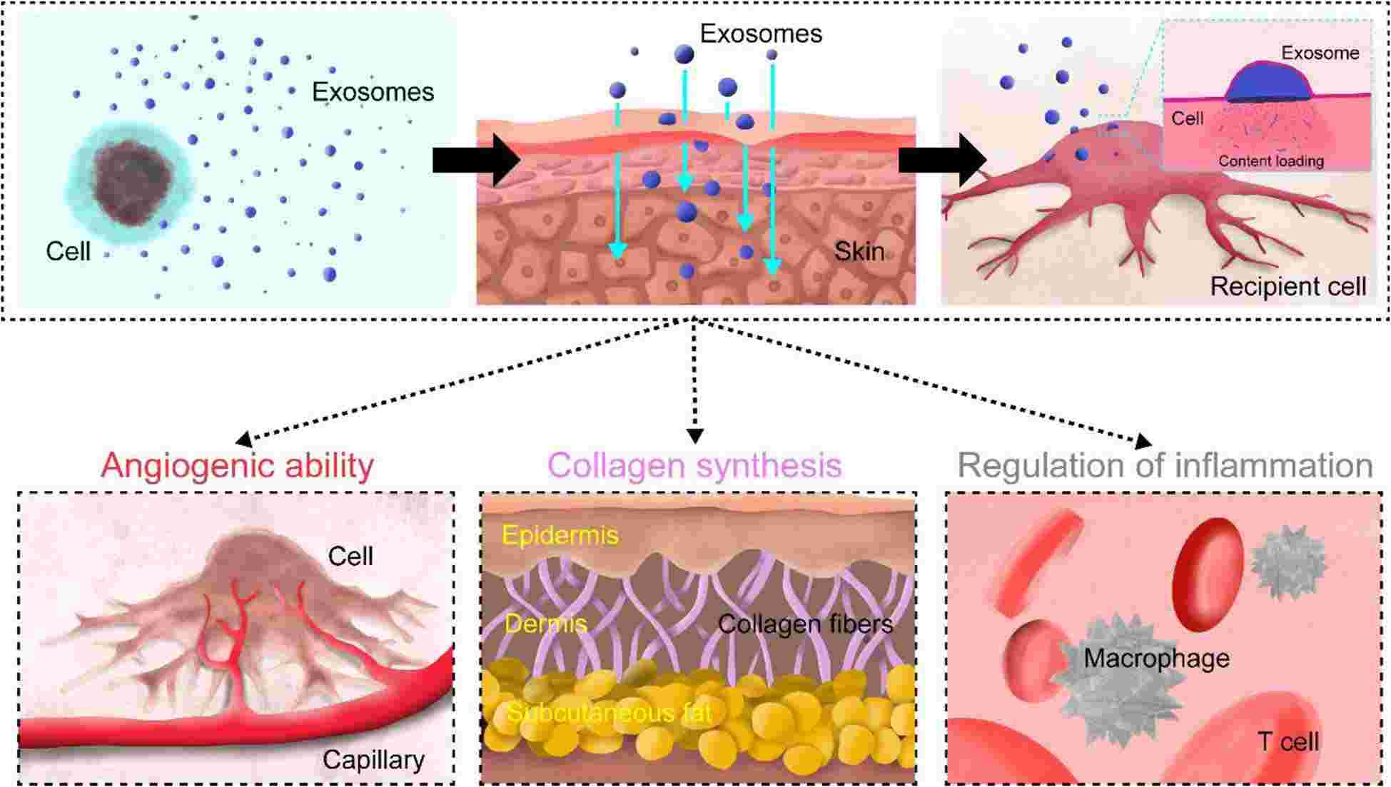 Skin regenerative abilities of exosomes. (Yang, et al., 2021)