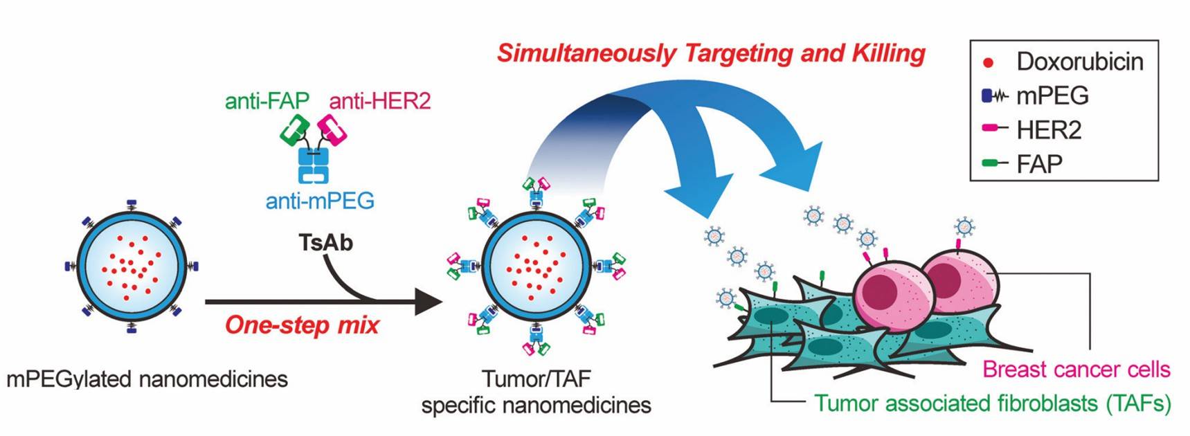 Multi-specific antibody-modified exosomes for simultaneous elimination of tumors containing TAFs.