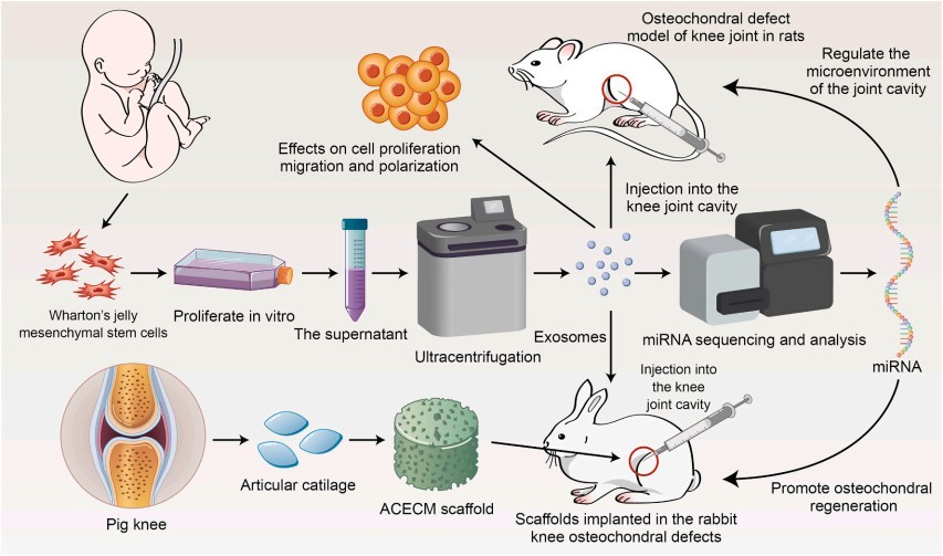 Enhancement of acellular cartilage matrix scaffold by WJMSCs-Exos to promote osteochondral regeneration.