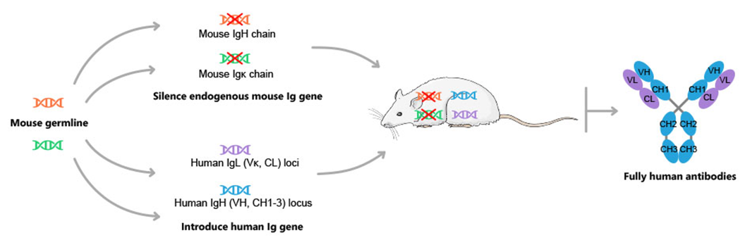 FOTA™ VHL Mouse Producing Fully Human Antibodies