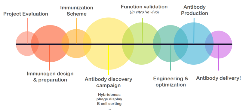 FOTA™ Humanized Mouse Antibody Discovery Platform (Creative Biolabs Original)