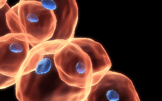 Hybridoma (Creative Biolabs Authorized)