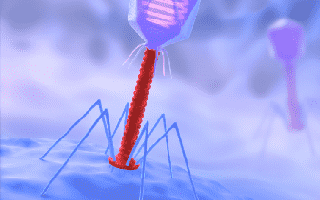 Phage Display (Creative Biolabs Authorized)
