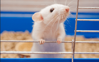 CAMouse™ VHL Strain Producing Fully Human Antibodies (Creative Biolabs Authorized)