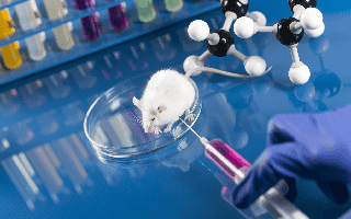 CAMouse™ VHH Strain Producing Humanized Single Domain Antibodies (Creative Biolabs Authorized)