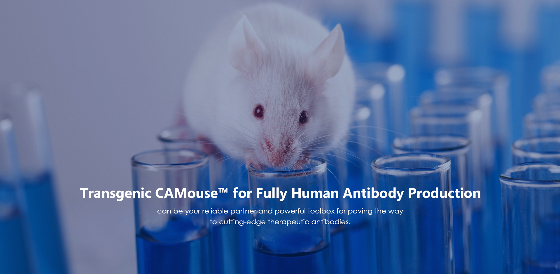 Transgenic CAMouse™ for Fully Human Antibody Production
(Creative Biolabs Authorized)