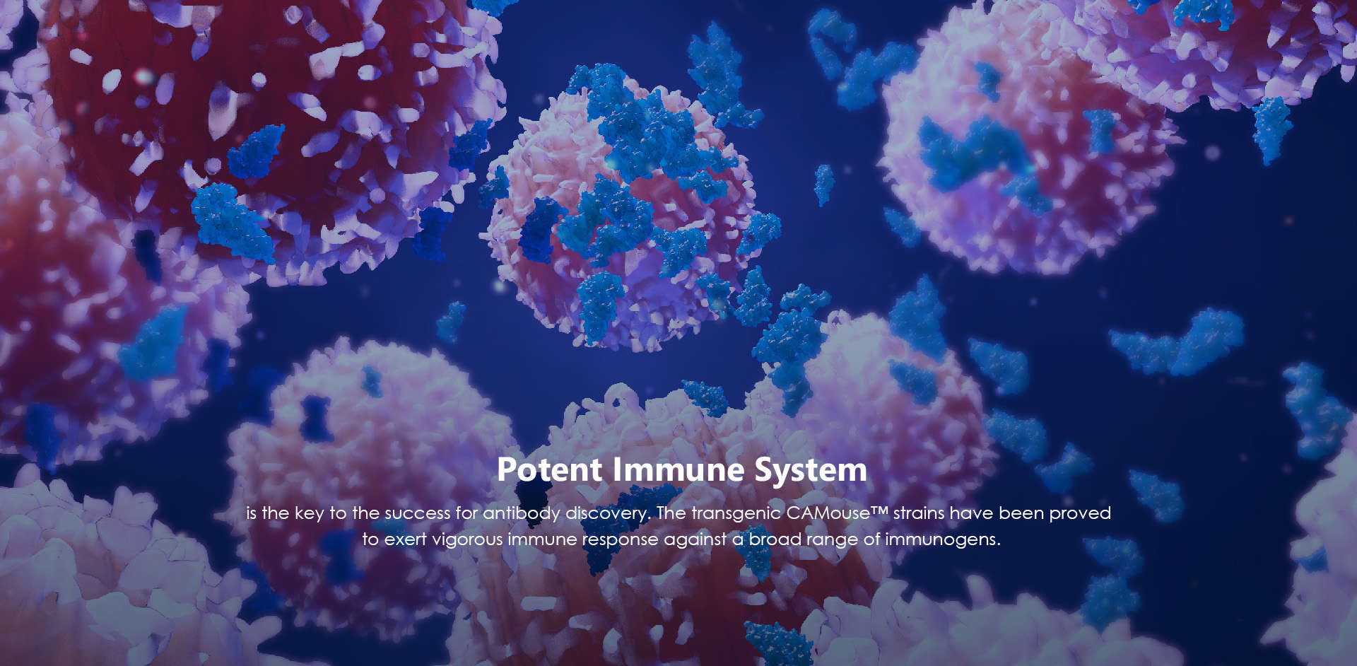 Potent Immune System (Creative Biolabs Authorized)