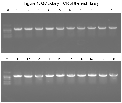 Case Study of Phage Display