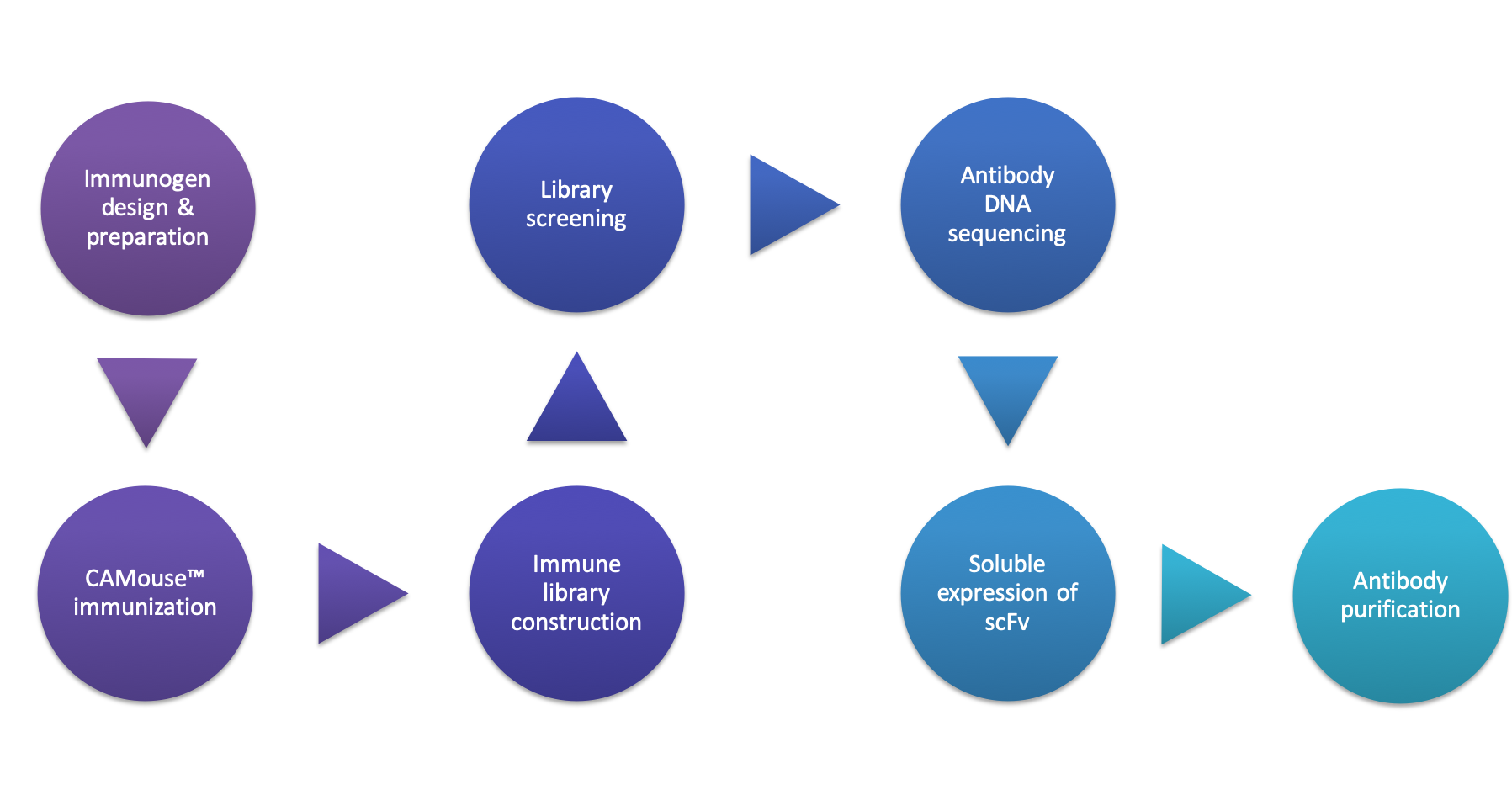 Case Study of Phage Display