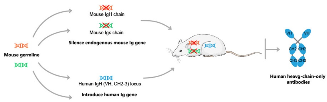 FOTA™ VHH Mouse Producing Human Heavy Chain Only Antibodies