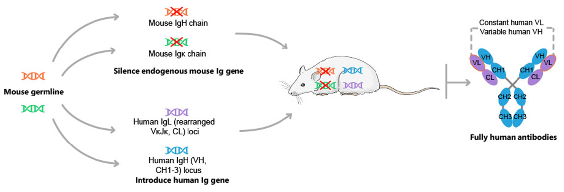 FOTA™ VHK Mouse Producing Fully Human Antibodies with Constant VL (Creative Biolabs Original)