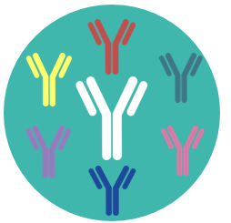 Human Antibody Discovery Using FOTA™ Humanized Mouse