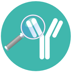 Human Antibody Discovery Using FOTA™ Humanized Mouse