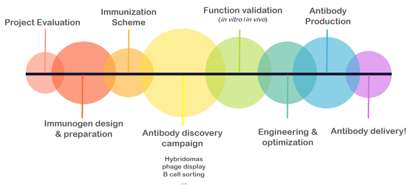 Human Antibody Discovery Using FOTA™ Humanized Mouse