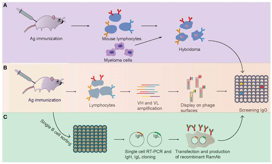 Fig. 1. Three different methods for antigen-specific monoclonal antibody generation.