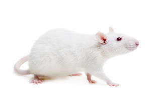 (Creative Biolabs Authorized)