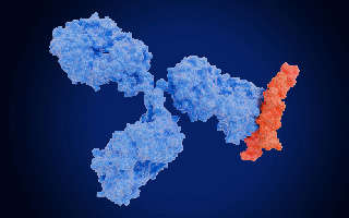 (Creative Biolabs Authorized)