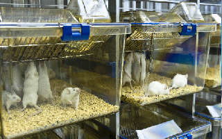 (Creative Biolabs Authorized)