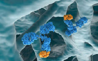 (Creative Biolabs Authorized)