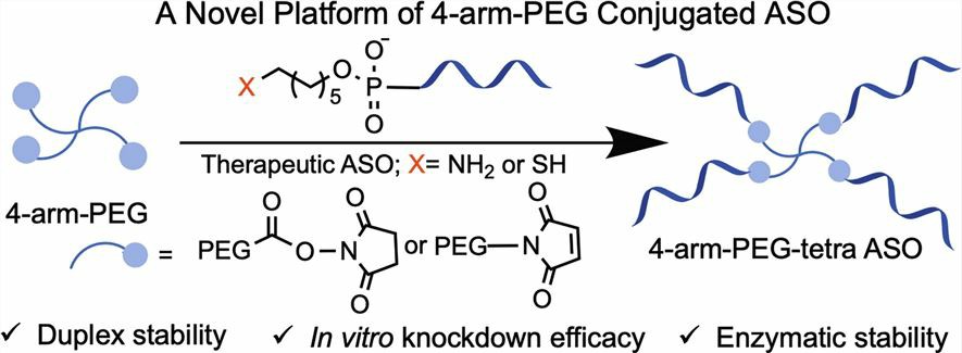 Schematic diagram of the conjugation process of 4-arm-PEG with ASO.