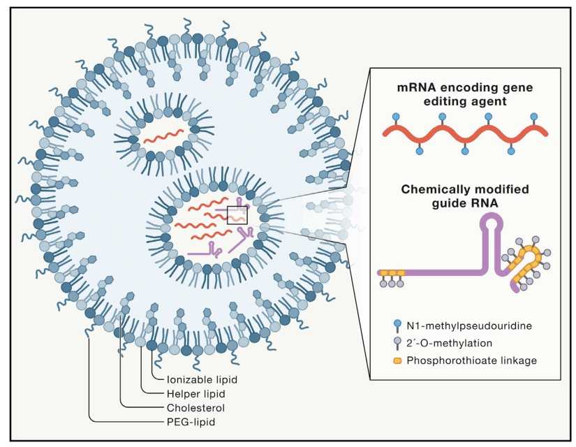 LNPs consist of four main components and are encased in therapeutic nucleic acids.