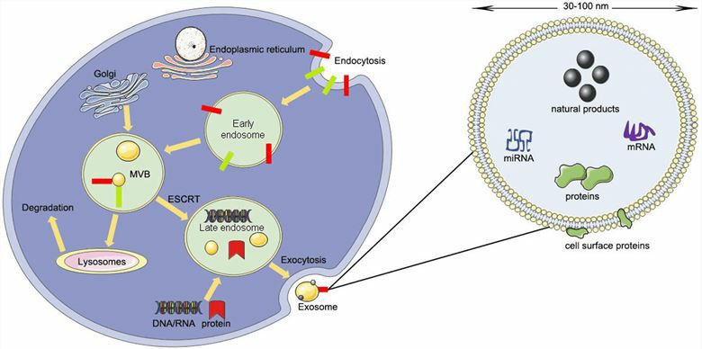 The morphology of exosomes and how they deliver small nucleic acid drugs into cells.