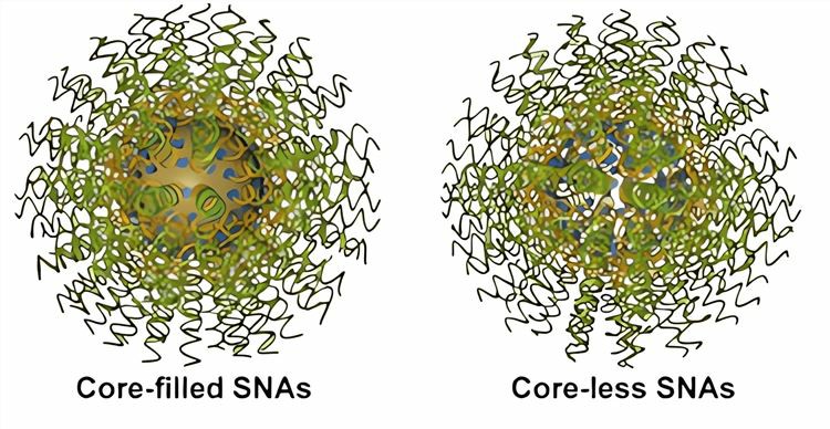 SNA can be divided into two types: nucleated and non-nucleated.