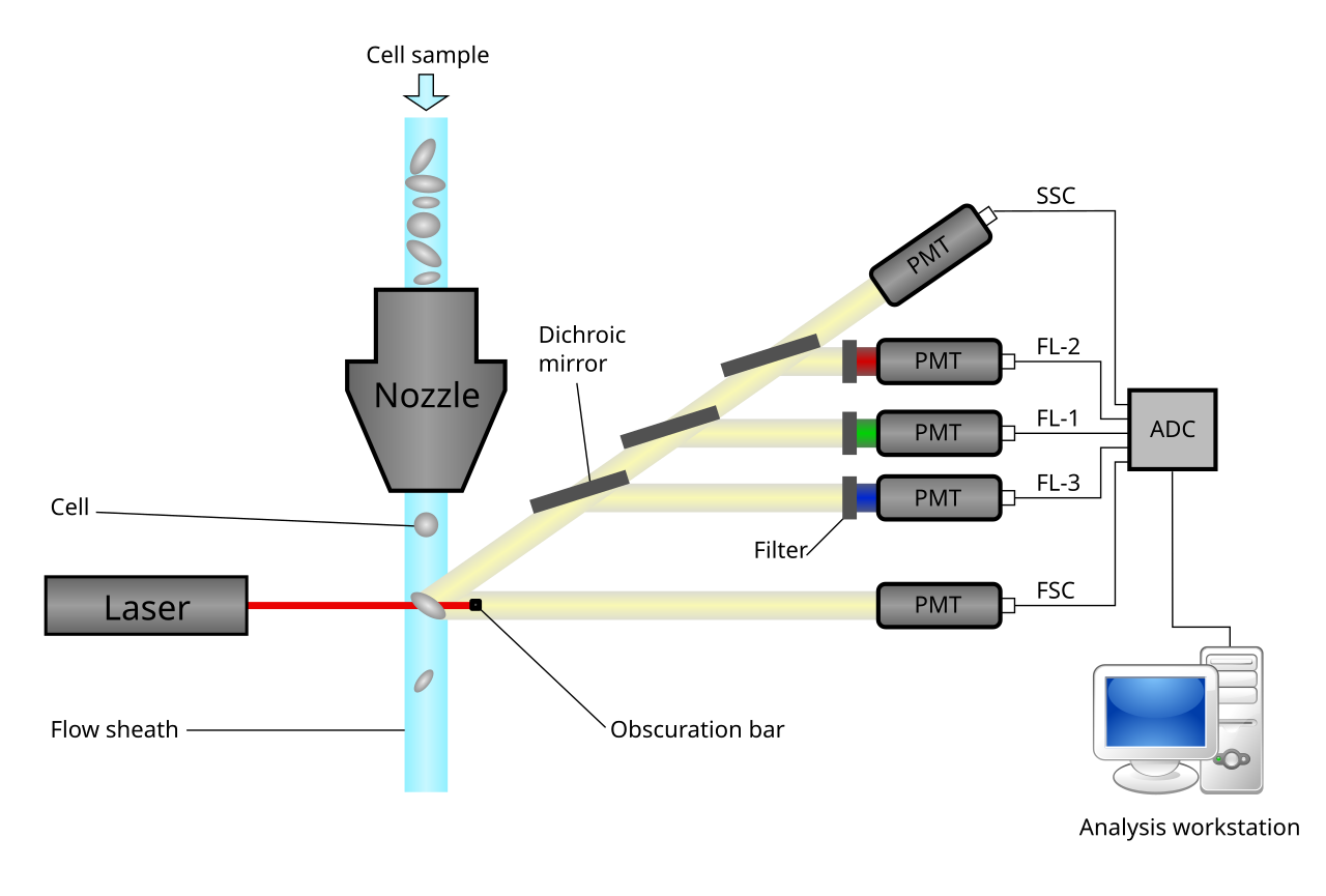 Schematic diagram of the basic principle of flow cytometry in operation.