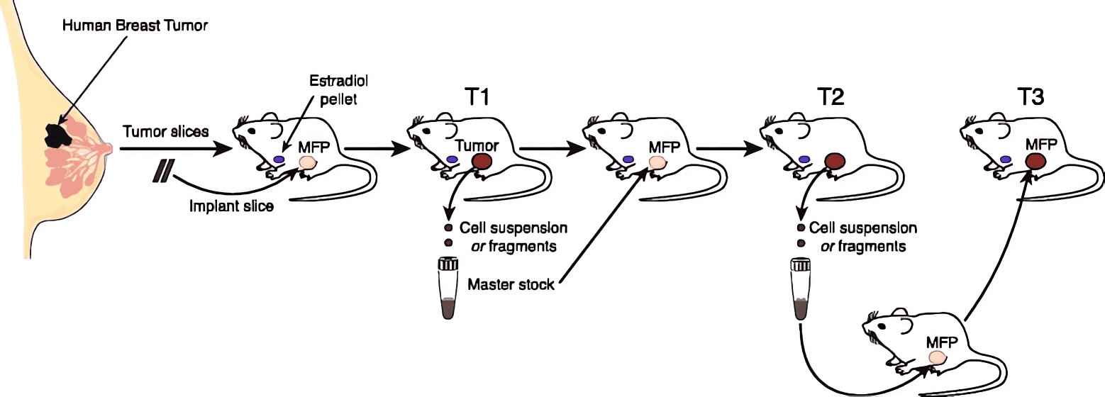 Figure 1: Construction Process of Breast Cancer PDX Model. (OA Literature)