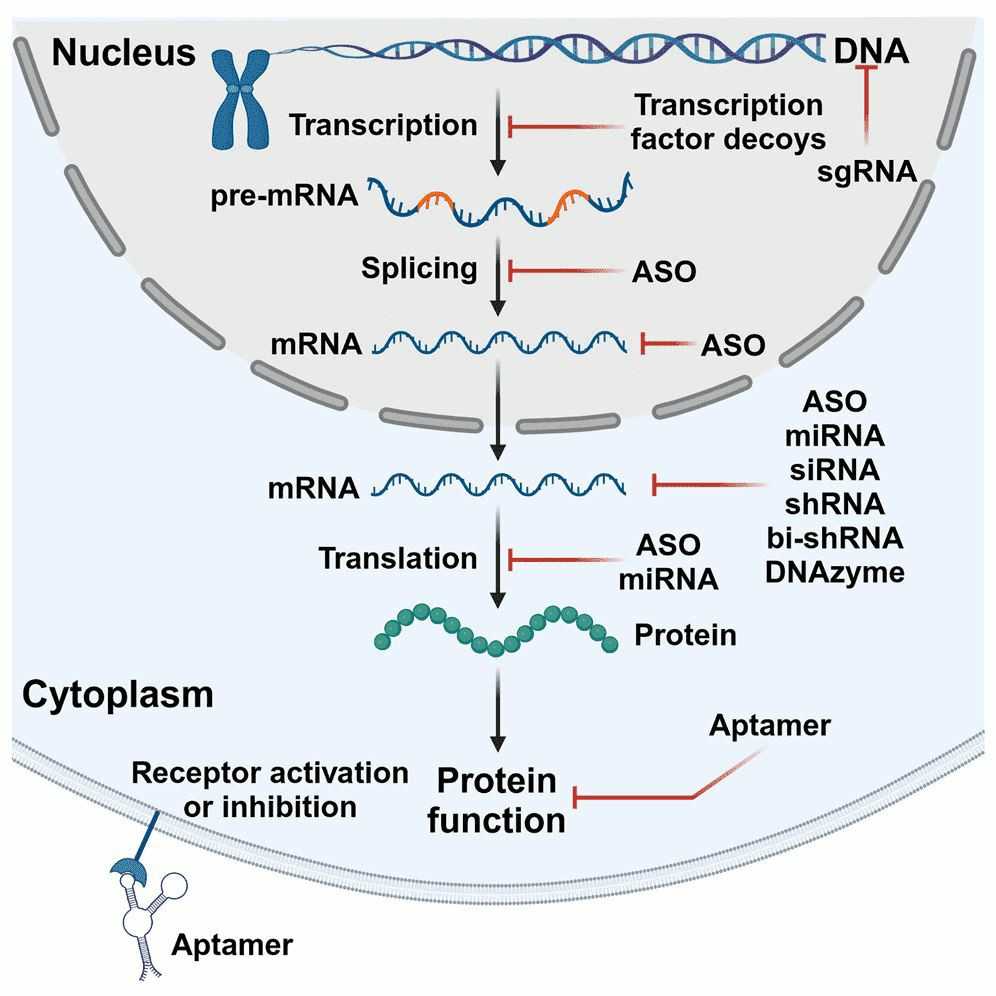 Schematic diagram of therapeutic oligonucleotides in cells, including ASO, siRNA, and miRNA.