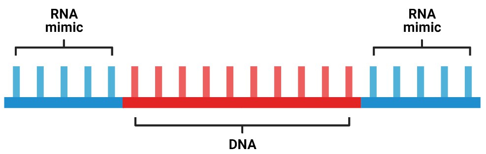 Schematic diagram of Gapmer molecular structure, with DNA fragments in the middle and RNA fragments at both ends.